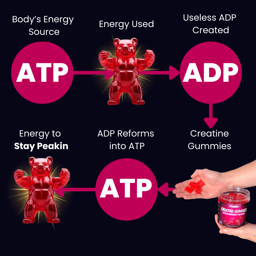 How-creatine-gummies-work-to-support ATP production